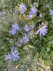 Cichorium intybus