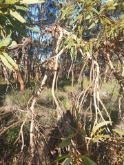 Eucalyptus leprophloia