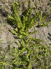 Berula thunbergii