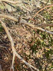 Eucalyptus leprophloia