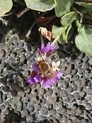 Megachile binominata