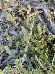 Malacocera tricornis