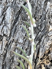 Malacocera tricornis