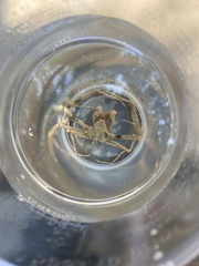 Inachus dorsettensis