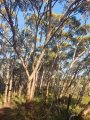 Eucalyptus leprophloia