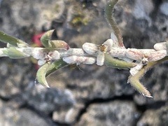 Malacocera tricornis