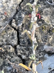 Malacocera tricornis