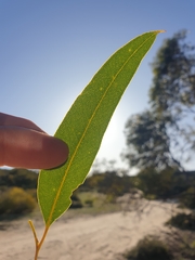 Eucalyptus leprophloia