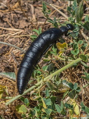 Berberomeloe tenebrosus