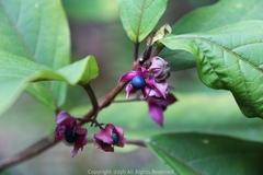 Clerodendrum fortunatum