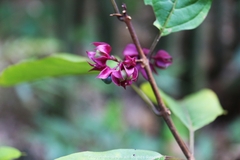 Clerodendrum fortunatum
