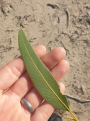 Eucalyptus leprophloia