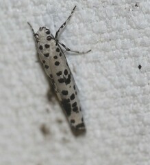 Yponomeuta pustulellus