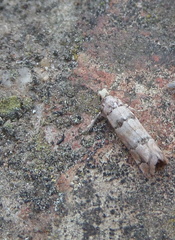 Blastesthia tessulatana