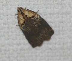 Cryptoptila australana