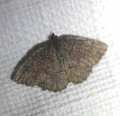 Apodasmia rufonigraria