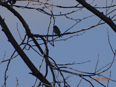 Fringilla montifringilla