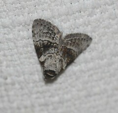 Acatapaustus metallopa