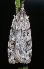 Scoparia subfusca