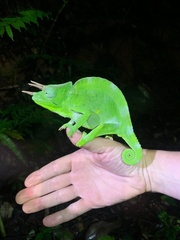 Trioceros deremensis