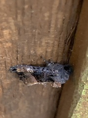 Euplexia