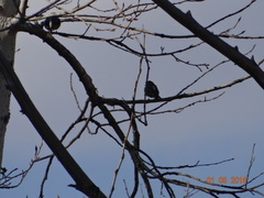 Fringilla montifringilla