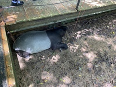 Tapirus indicus