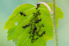 Callipterinella tuberculata