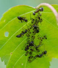 Callipterinella tuberculata