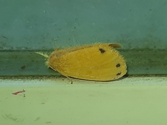 Artaxa guttata