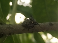 Alcimocoris japonensis