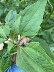 Cecidochares connexa