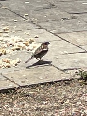 Passer domesticus