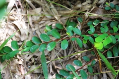Phyllanthus cochinchinensis