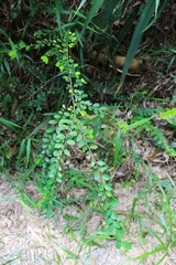 Phyllanthus cochinchinensis
