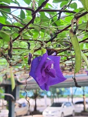 Clitoria ternatea