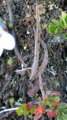 Pinguicula elongata