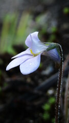 Pinguicula elongata