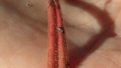 Pinguicula elongata