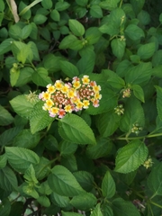 Lantana camara