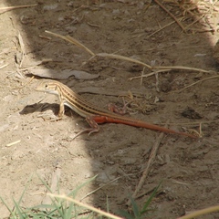 Acanthodactylus erythrurus