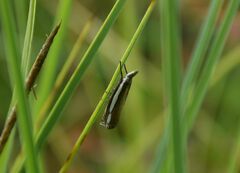 Crambus silvella