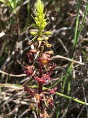 Crepidium purpureum