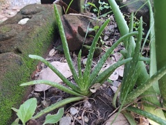 Aloe vera