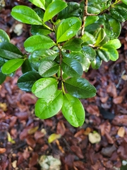 Erythroxylum urbanii