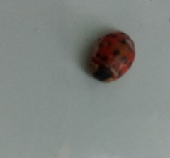 Harmonia axyridis