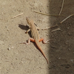 Acanthodactylus erythrurus