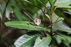 Ardisia lindleyana