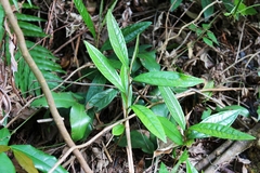 Ardisia lindleyana