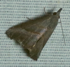 Hypena degesalis